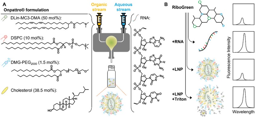 Vesiculab Ltd (@vesiculab) on Twitter photo Robert Prud'homme et al <a href="/Princeton/">Princeton University</a> investigated the temporal decay kinetics of fluorescence intensity in dye-RNA complexes using the Ribogreen assay and demonstrated how this dynamic process can be inhibited in the presence of a nonionic surfactant
onlinelibrary.wiley.com/doi/10.1002/ad…
#LNP Robert Prud'homme et al <a href="/Princeton/">Princeton University</a> investigated the temporal decay kinetics of fluorescence intensity in dye-RNA complexes using the Ribogreen assay and demonstrated how this dynamic process can be inhibited in the presence of a nonionic surfactant
onlinelibrary.wiley.com/doi/10.1002/ad…
#LNP