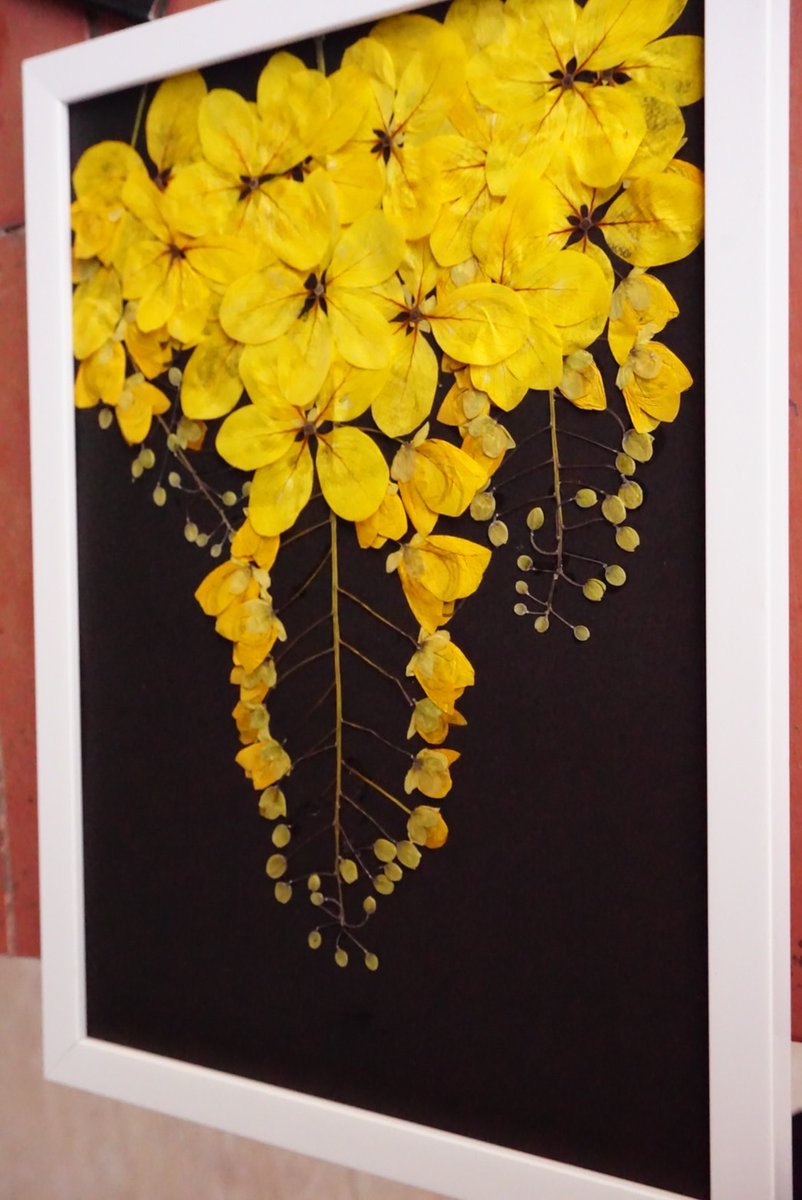 Golden Shower Flowers in a frame (other names known as Indian Laburnum, Pudding-Pine Tree, Purging Cassia), Wall Art from Thailand 

#etsyshop #etsyfavorites #YellowLegacy #FlowersOnFriday #SummerVibes #Thailand #pressedleaves, #pressedflowers, #giftidea #giftformom #handmadegift