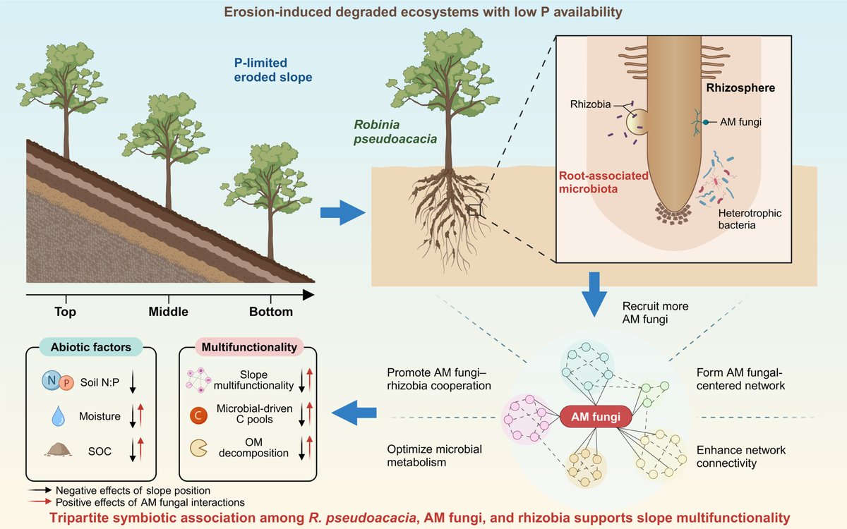 Article by Qiu et al. @Chen_yinglong @iMetaScience @wileyplantsci #Arbuscular #mycorrhizal fungal interactions bridge the support of #root-associated #microbiota for slope multifunctionality in an #erosion-prone #ecosystem onlinelibrary.wiley.com/doi/10.1002/im… #PlantSci @uwanews @UWAPPI