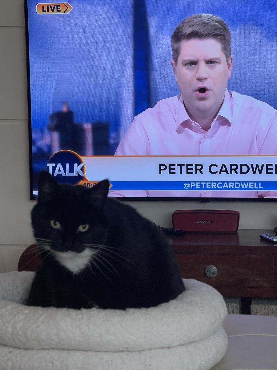 Sally is looking the wrong way but at least she’s listening @petercardwell 🐈‍⬛🥰