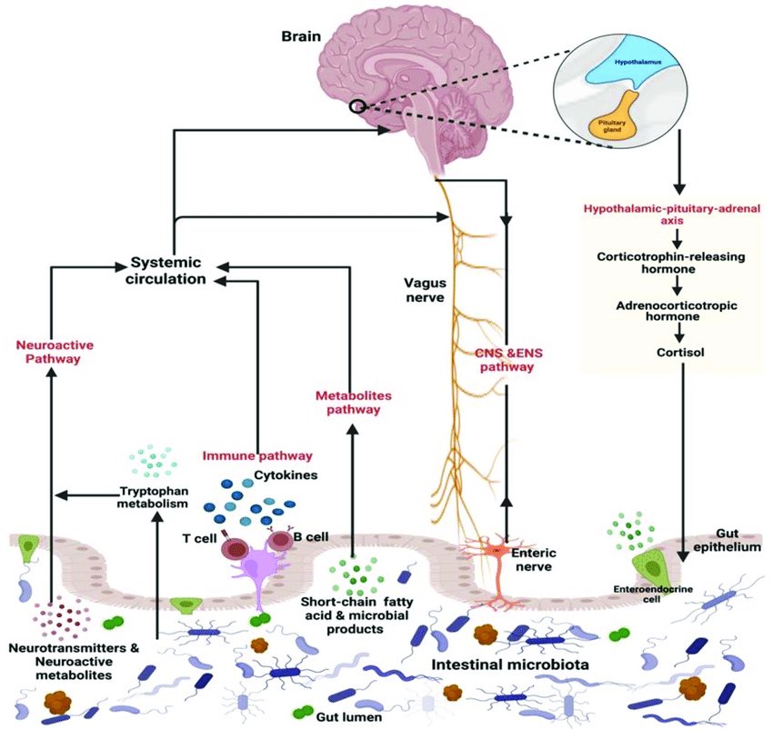 Sabías que el 90 % de la serotonina que generamos se produce en el intestino y se relaciona con la microbiota, afectando emociones, estados de ánimo y salud mental 
🧠

Avancemos con estos análisis:

La reputación de los productos ultraprocesados está en juicio. Y uno de los