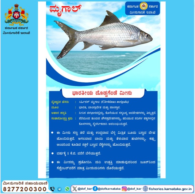 ಭಾರತೀಯ ದೊಡ್ಡಗೆಂಡೆ ಮೀನು. #ಮೀನುಗಾರಿಕೆಇಲಾಖೆ #ಕರ್ನಾಟಕ #ಮೀನುಗಾರಿಕೆಸಹಾಯವಾಣಿ #dof #fisheries #karnataka #fisherieshelpline #dof_kar