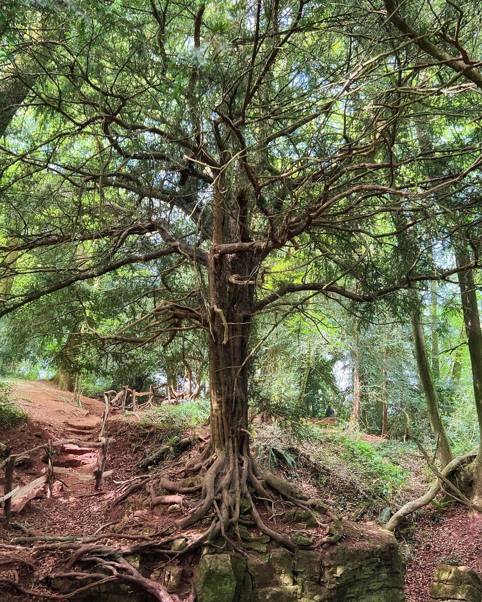 May the forest be with you 🌲✨ Here's a fun fact for Star Wars fans: Puzzlewood in the Forest of Dean was chosen as the filming location for the forest of Takodana in The Force Awakens. 📸 jess_pdx #starwarsday #maythe4thbewithyou