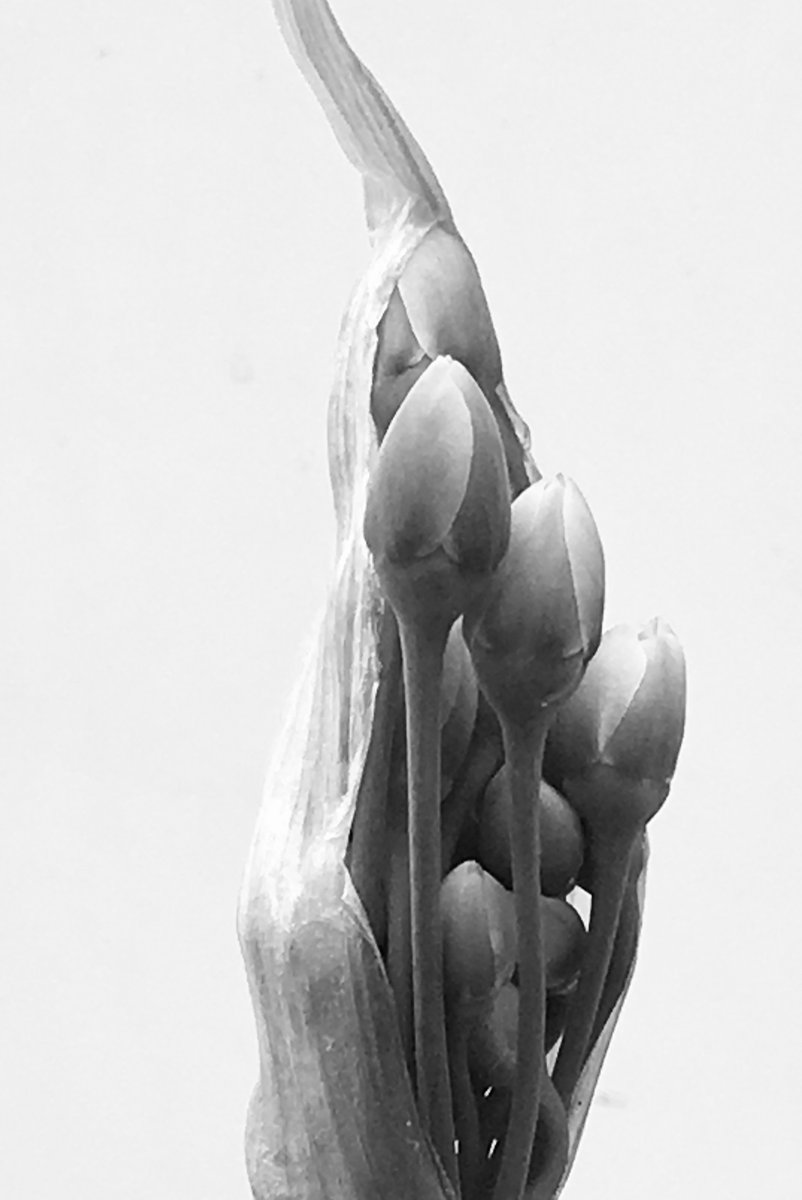 “I want to break free” #AlliumBulgaricum 
#bnw_macro #blackandwhitephotography #ThePhotoHour