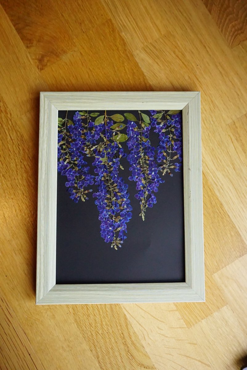 Real Dried and Pressed Duranta Erecta Blue Flowers (known as Golden Dewdrop, Pigeon Berry, Sky flower) in a frame for wall art, Gift for her, From Thailand 

#etsyshop #etsyfavorites #FlowersOnFriday #SummerVibes #Thailand, #pressedflowers, #giftidea #giftformom #handmadegift