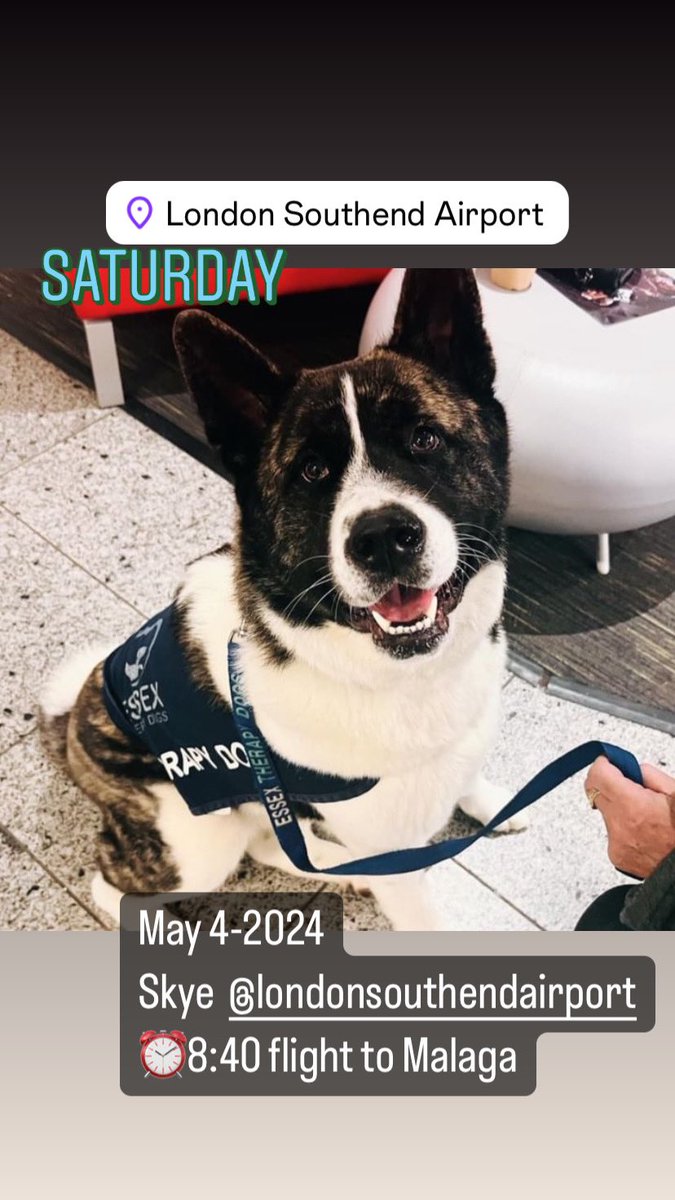 May 4-2024 
Skye  @SouthendAirport 
⏰8:40 flight to Malaga

#airporttherapydogs 

Photo thorpe9110