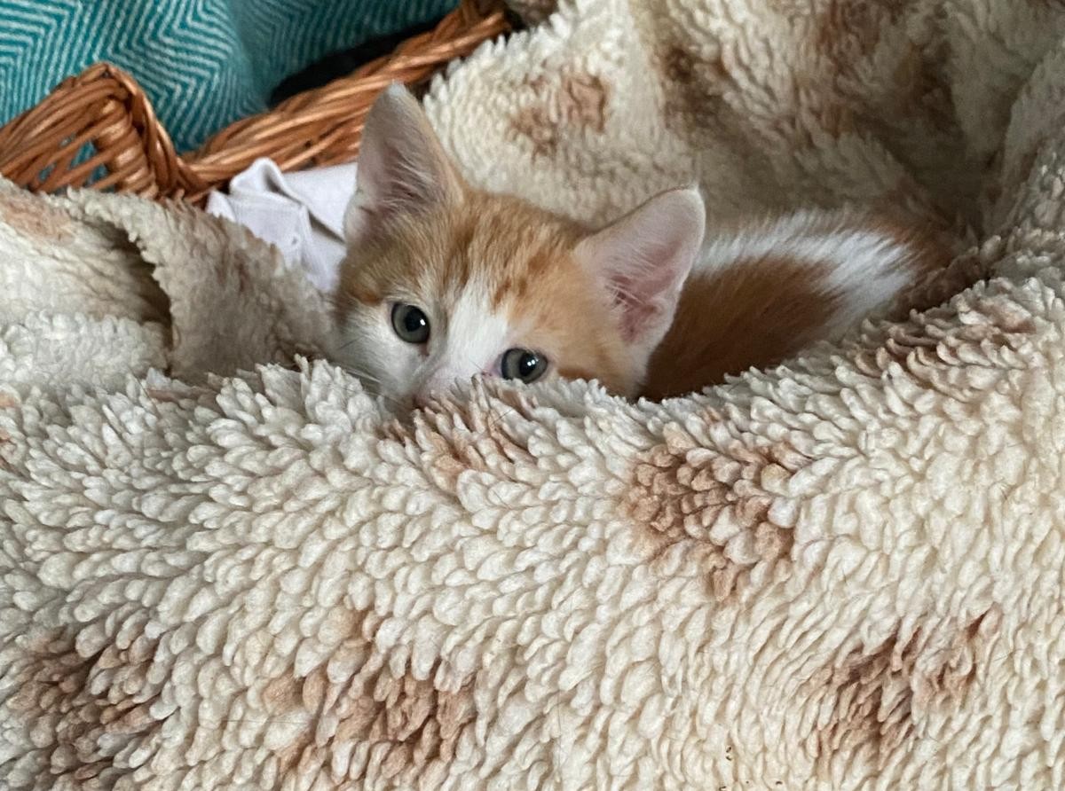 Happy Saturday whatever you're doing ☀️ Don't tell Starry but she thinks she's camouflaged 😂 #cats #CatsOnTwitter #Caturday #BankHoliday #WeekendVibes