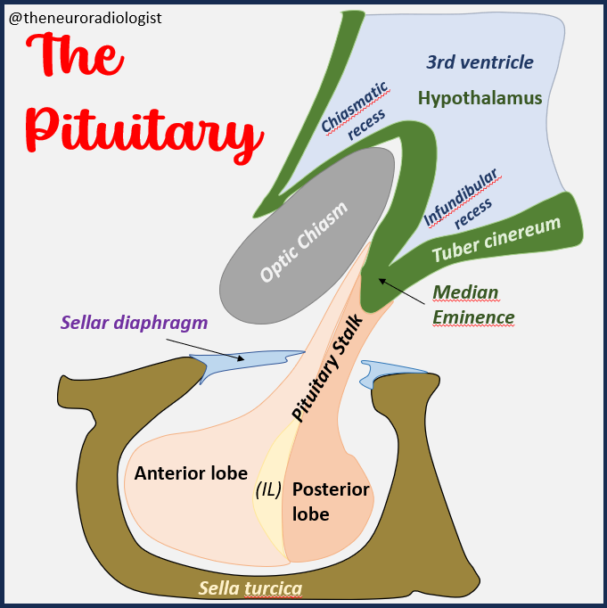Pituitary Anatomy, figure for a presentation I'm working on.  #neurorad #radiology #MedEd #FOAMed #endocrineacademy