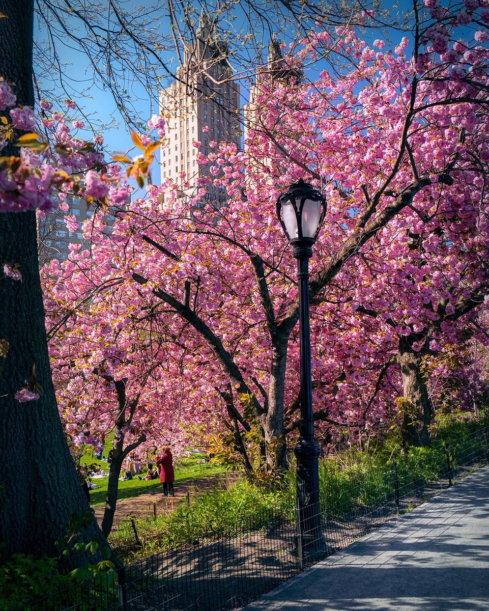 Spring in New York City 
.
.
.
➢ Credit 👉🏆📸 @joeprophoto 
.
.
➢ Alliance @america_states @enjoy_la_ @latinbrazil 
.
.
#bestambiancenyc #newyork_ig #lovelettertonyc #mysecretnyc #prettylittletrips #pursuepretty #nyc #newyork #nycblogger #spring