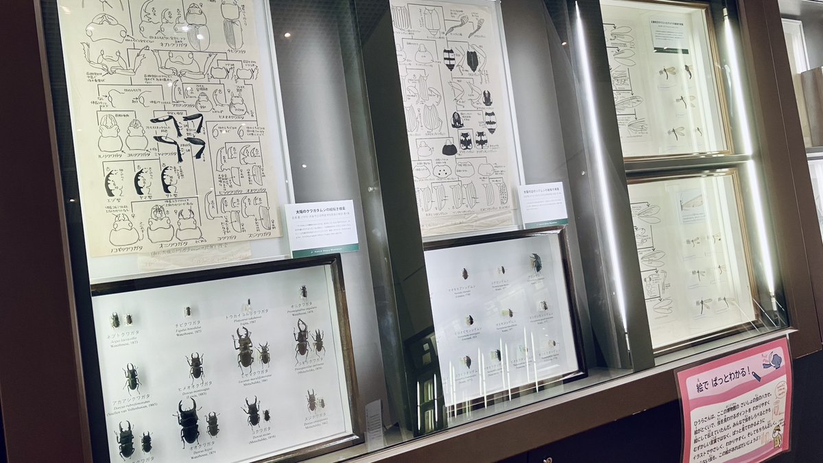 大阪市立自然史博物館で「自然史のイラストレーション：描いて伝える・描いて楽しむ」。自然史研究における図の重要性を豊富な実例で紹介する最高の展示😭。標本から何を線画に起こすか、時間の限られたスケッチにどんな注釈をつけるか、目的のためにどう情報量を調節するか。 omnh.jp/tokuten/2024il…