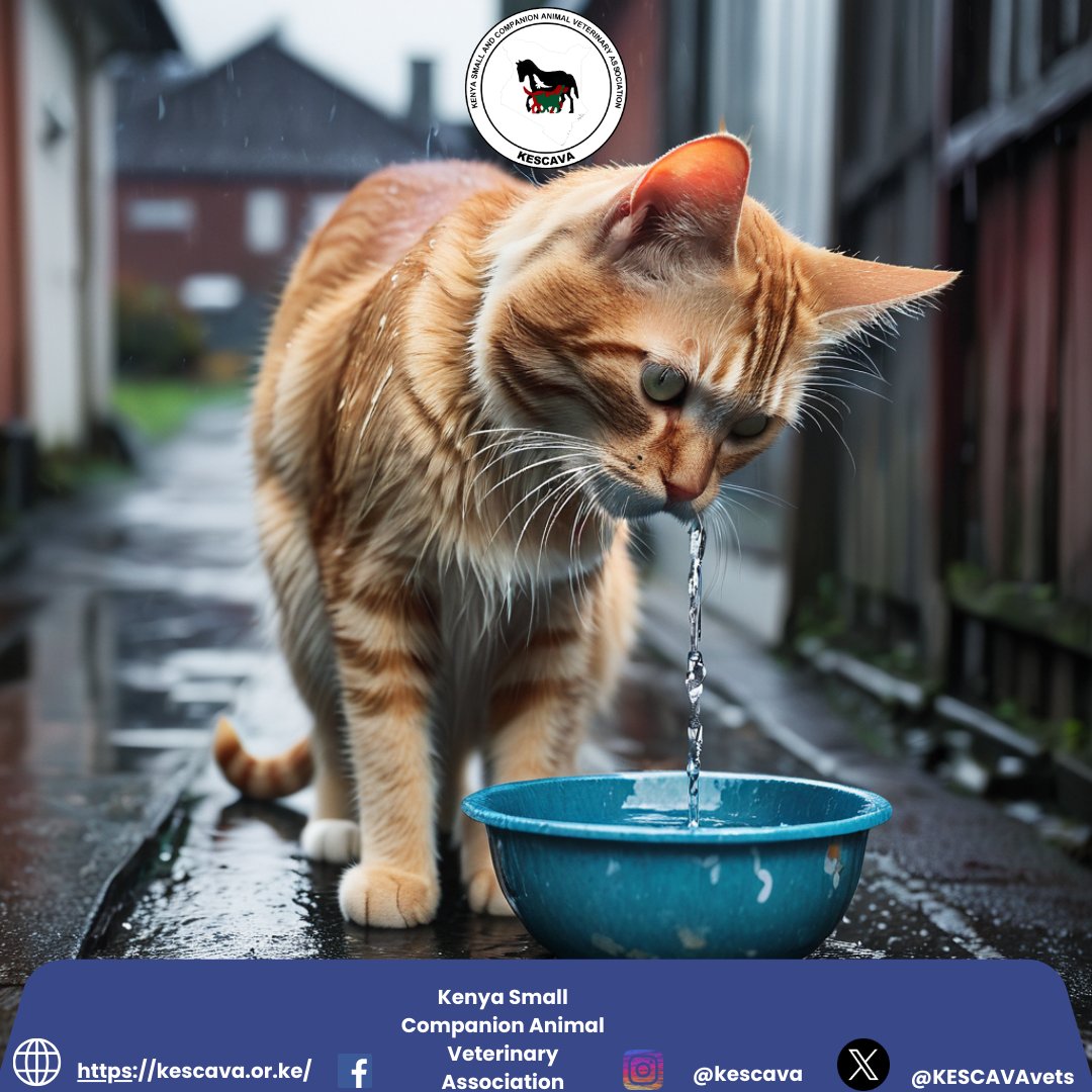 Be cautious⚠️

Floods, caused by heavy rains, can lead to water pollution, raising water safety concerns and potentially impacting your pet's 🐾 access to clean water sources.

Prioritize their well-being by ensuring safe drinking water!  🫧

#PetNutrition #PetSafety