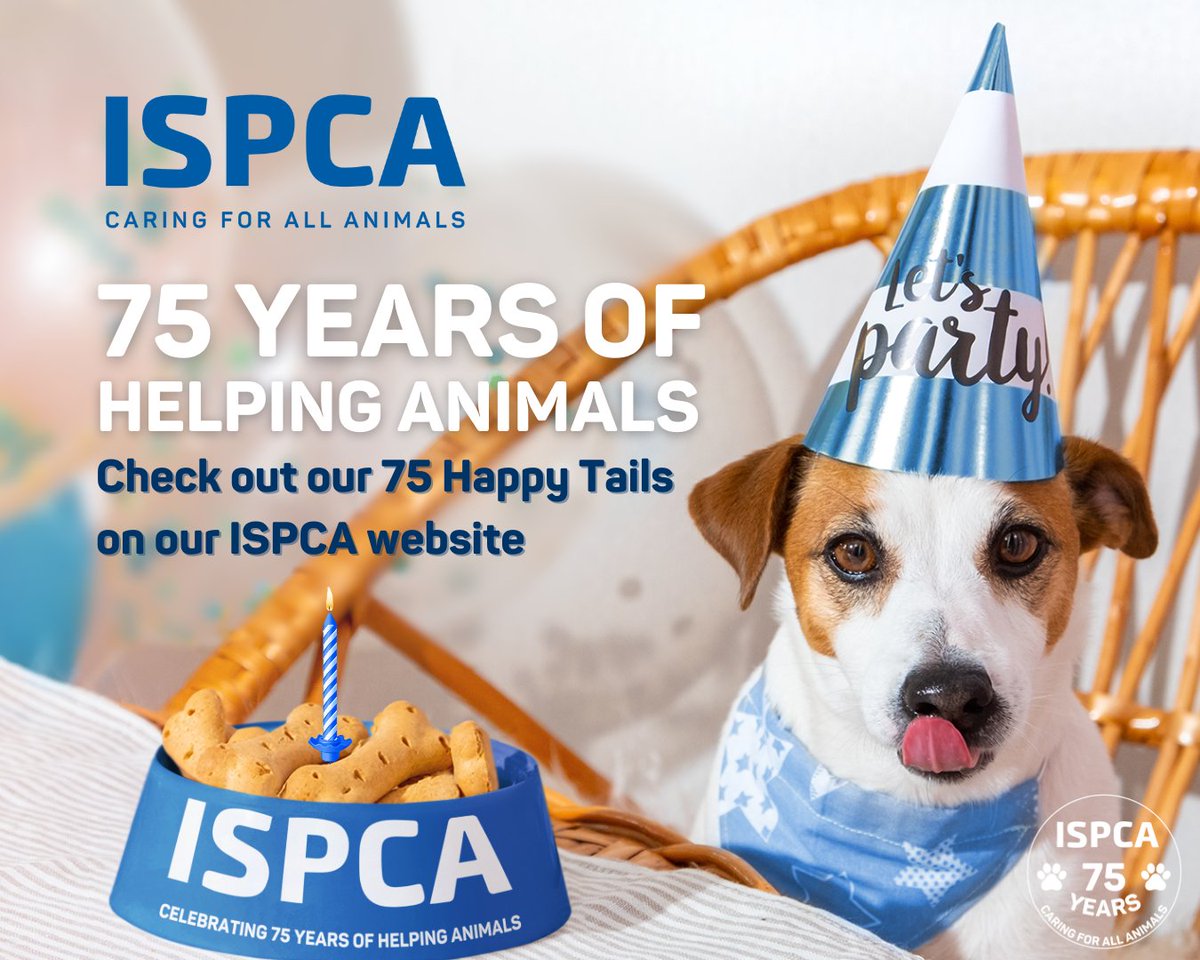 The ISPCA is 75 years old this month! 🎉 To mark this significant milestone, we're sharing 75 adorable Happy Tails on our website here: ispca.ie/news/detail/th… 💙 Have you adopted an animal from the ISPCA? We'd love to see your Happy Tails, get sharing and tag us. 🐾