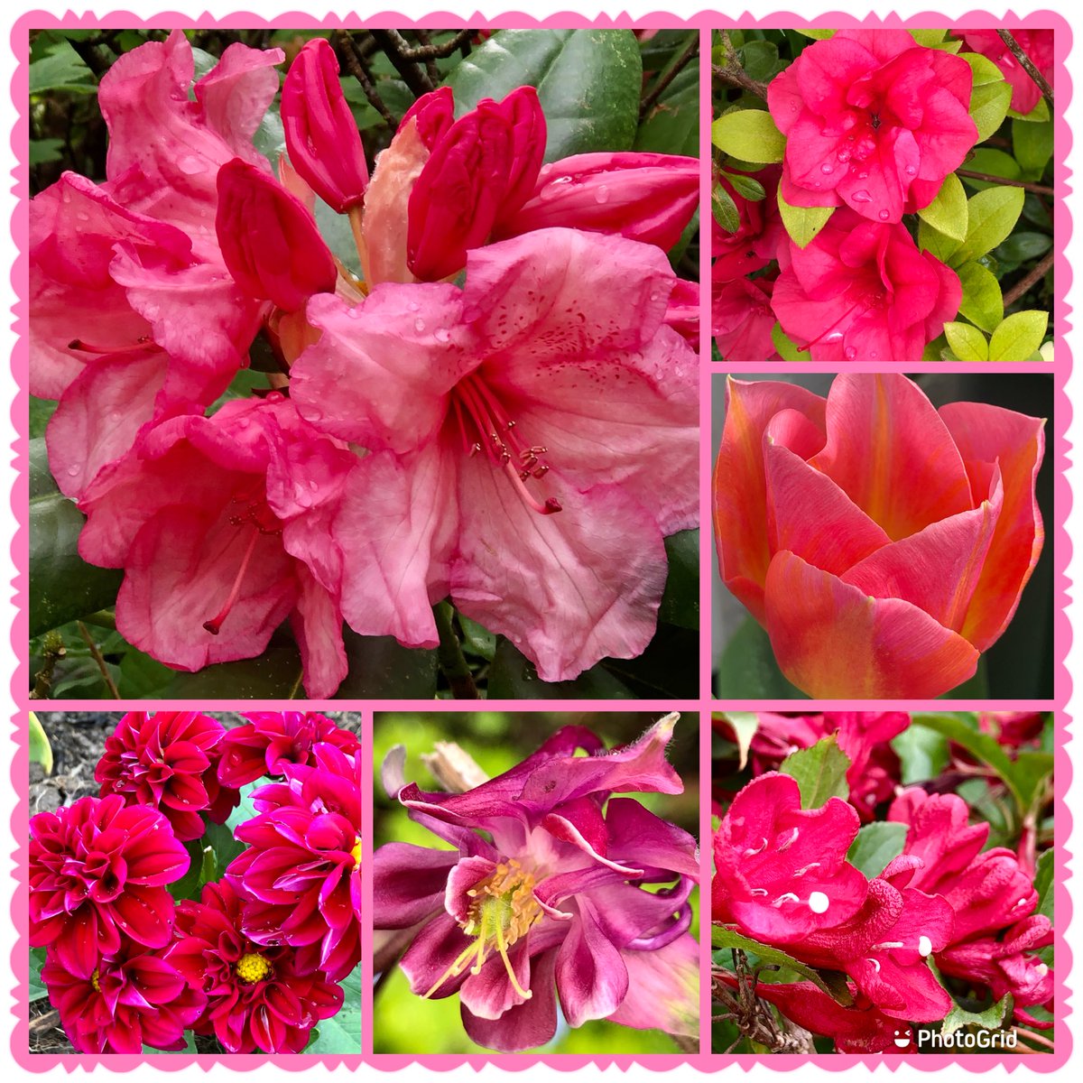 Many lovely flowers in my garden. Rhododendron is always a treat #SixOnSaturday #SaturdayMood #Flowers #Gardening #GardeningWeek #Colourful 💗💗