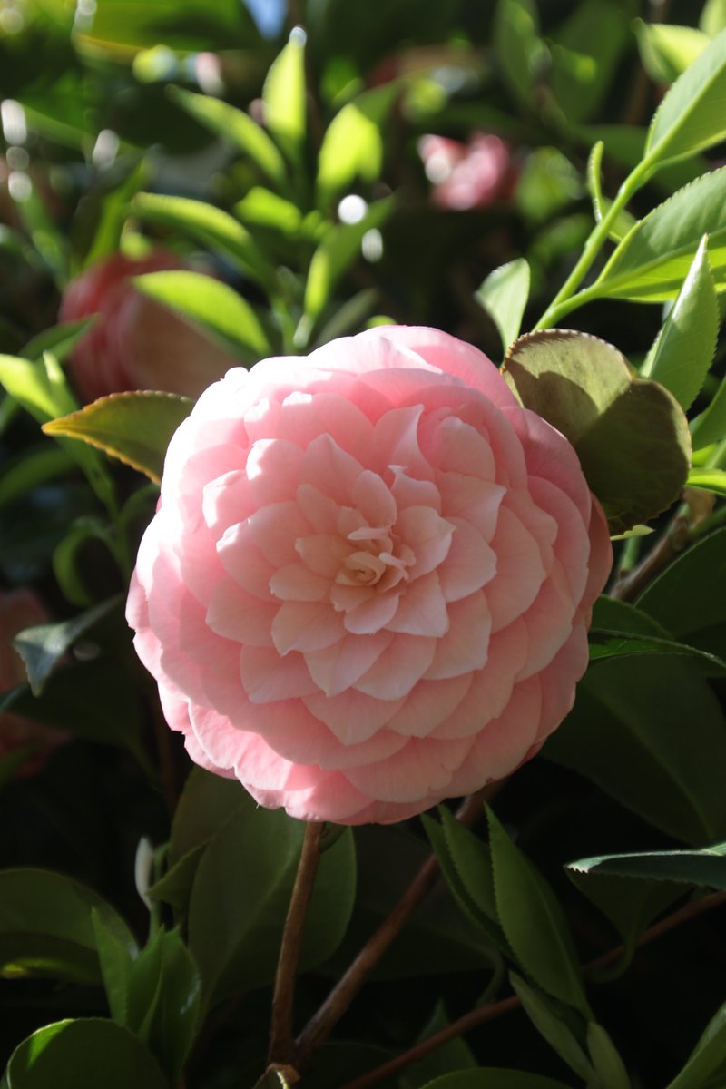 Camellia 😁

#Photography #Flowers