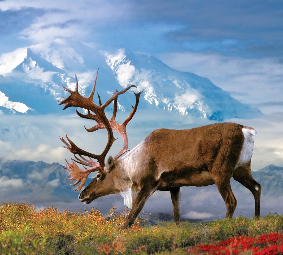 💯 #Alaska 2024 : à Découvrir en #Croisière avec #OceaniaCruises !
➡️ bit.ly/3I7Q7Mh