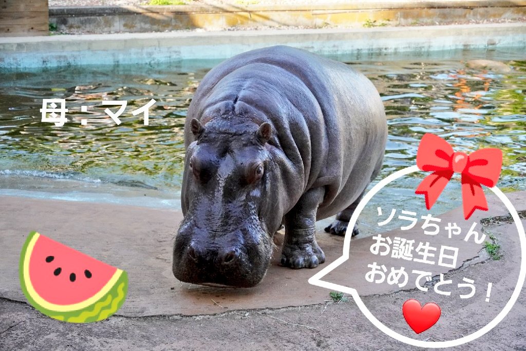 ソラちゃんお誕生日おめでとう! ソラちゃんへ 12歳おめでとう🎉✨ 熊本で元気に過ごしているようで 嬉しいです。東武の母マイさんも 元気にしていますよ。 昨日マイさんと、ソラちゃん誕生日 だねって話しました。 これからも楽しく過ごしてね♪ #カバ #ソラ ﾁｬﾝ #熊本市動植物園 #東武動物公園 生