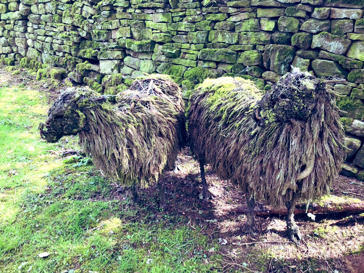 While delivering sheep feed to @varc_arts spotted this fabulous sculpture,and like most sheep,after the winter we have had they are looking a bit bedraggled #Sheep365 #ArtUpNorth #Northumberland