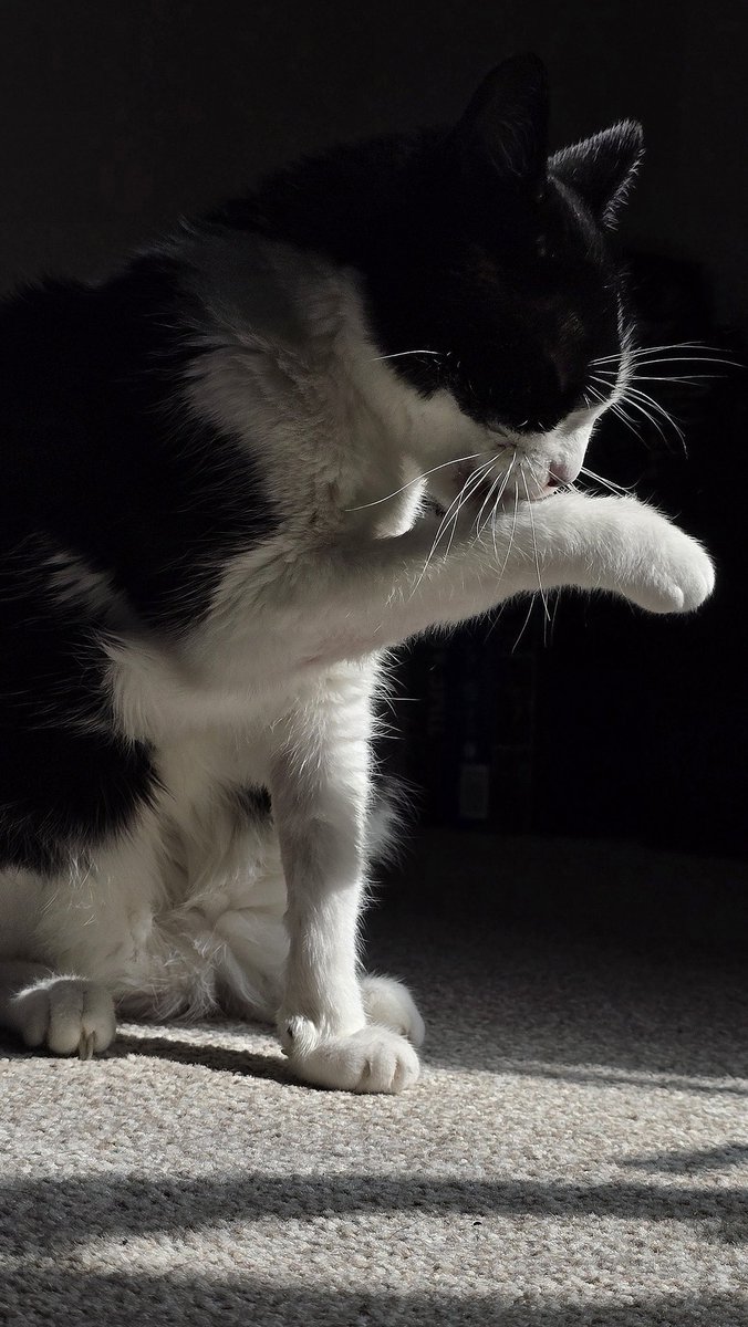 Petite séance photo au soleil #Caturday 🐾♥️