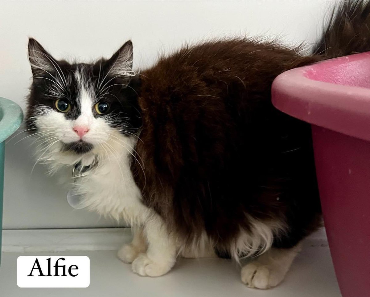 So excited today, my gang of four cats is to become 5, likkle Alfie is coming to live at Turnip Towers! All my furry scamps came from @newstartcats1. ADOPTDON'TSHOP#