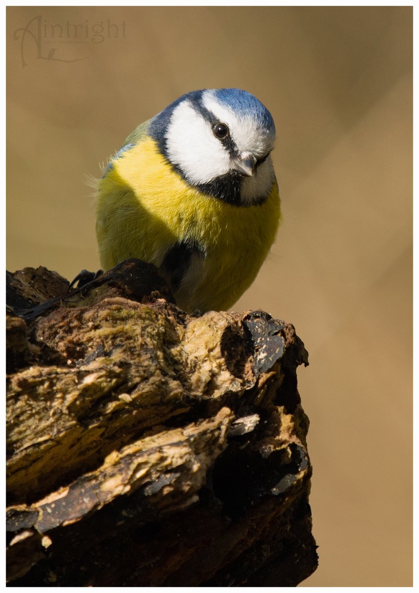 Barry the Blue Tit. #TwitterNatureCommunity #birdphotography #birds #NaturePhotography #BirdsOfTwitter
@Natures_Voice