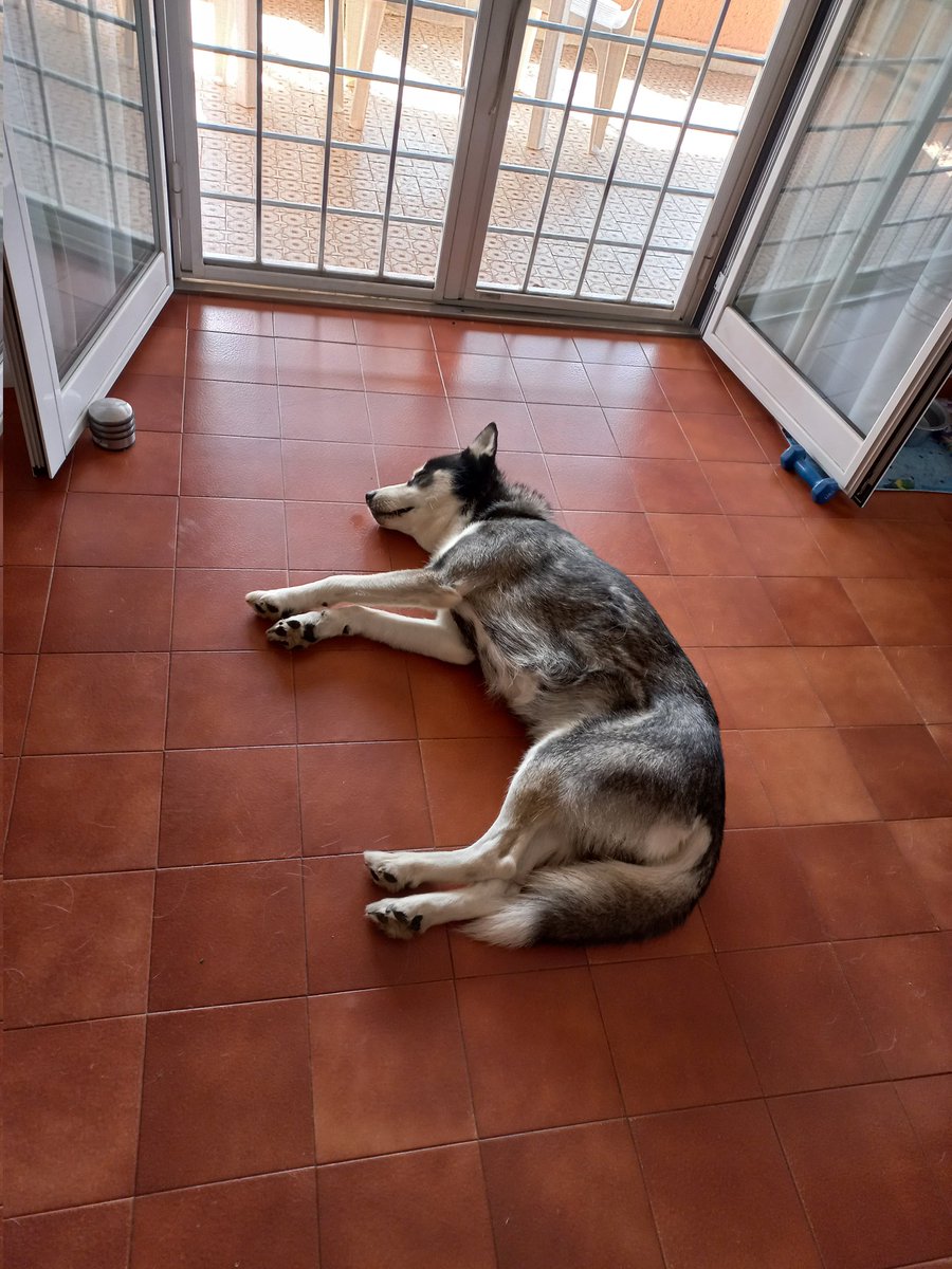 #mood #sabato #Saturday 🤷‍♀️🫶 #4maggio #family #husky