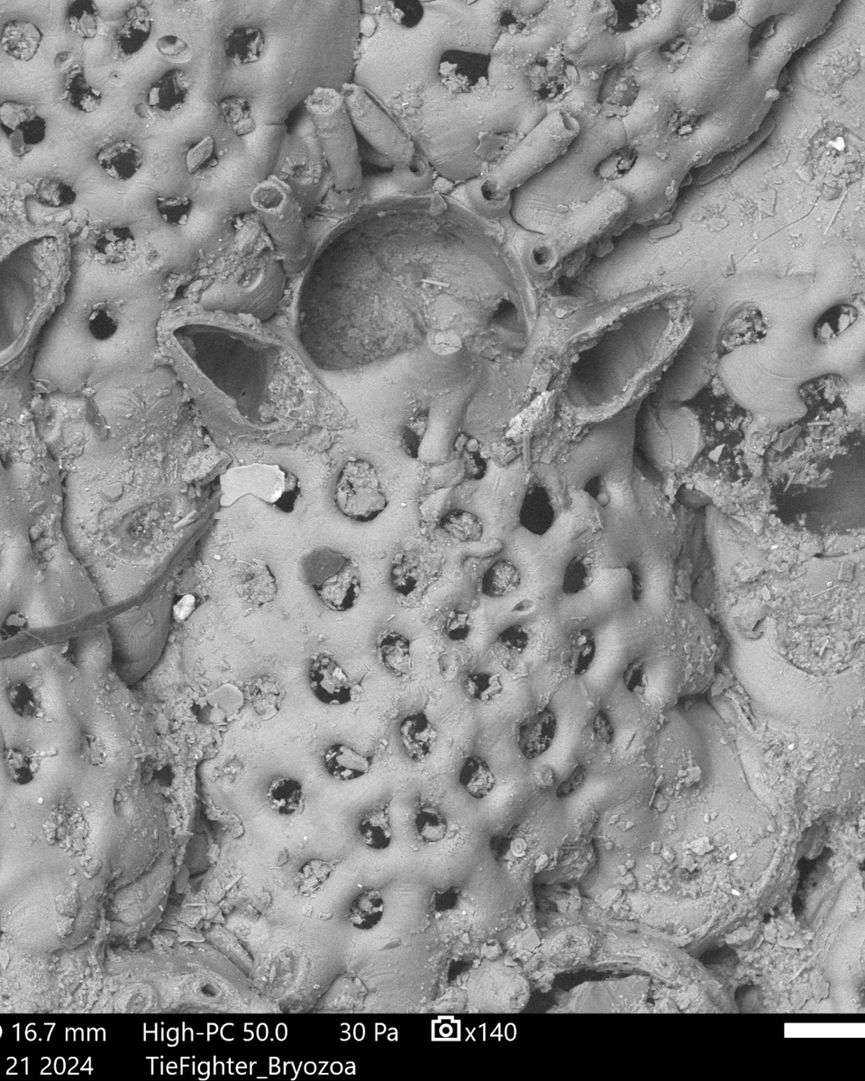 In 1993, North of Scotland, a lost Imperial Tie Fighter Pilot covered in #Bryozoans was collected by @MarySpencerJon1. In 2023, @AbigailHerdman using a SEM, revealed Yoda like Cribrilina punctata colonies. Any other #StarWars related part of Nature? #MayTheFourth be with you