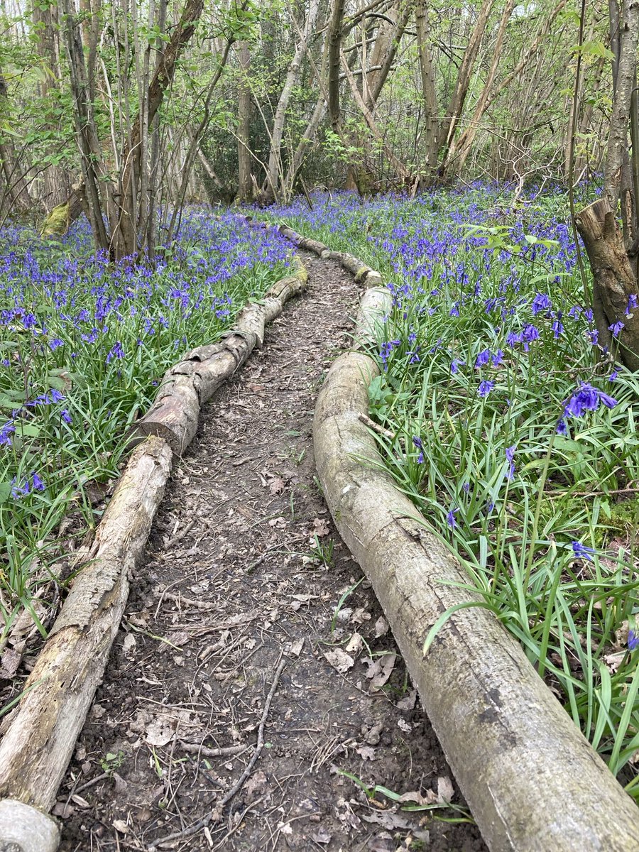 Ancient Woodland is always changing