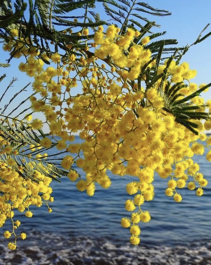 Aklınıza ilk gelen sarı çiçekli bitki hangisi?

Admin: Mimoza💛