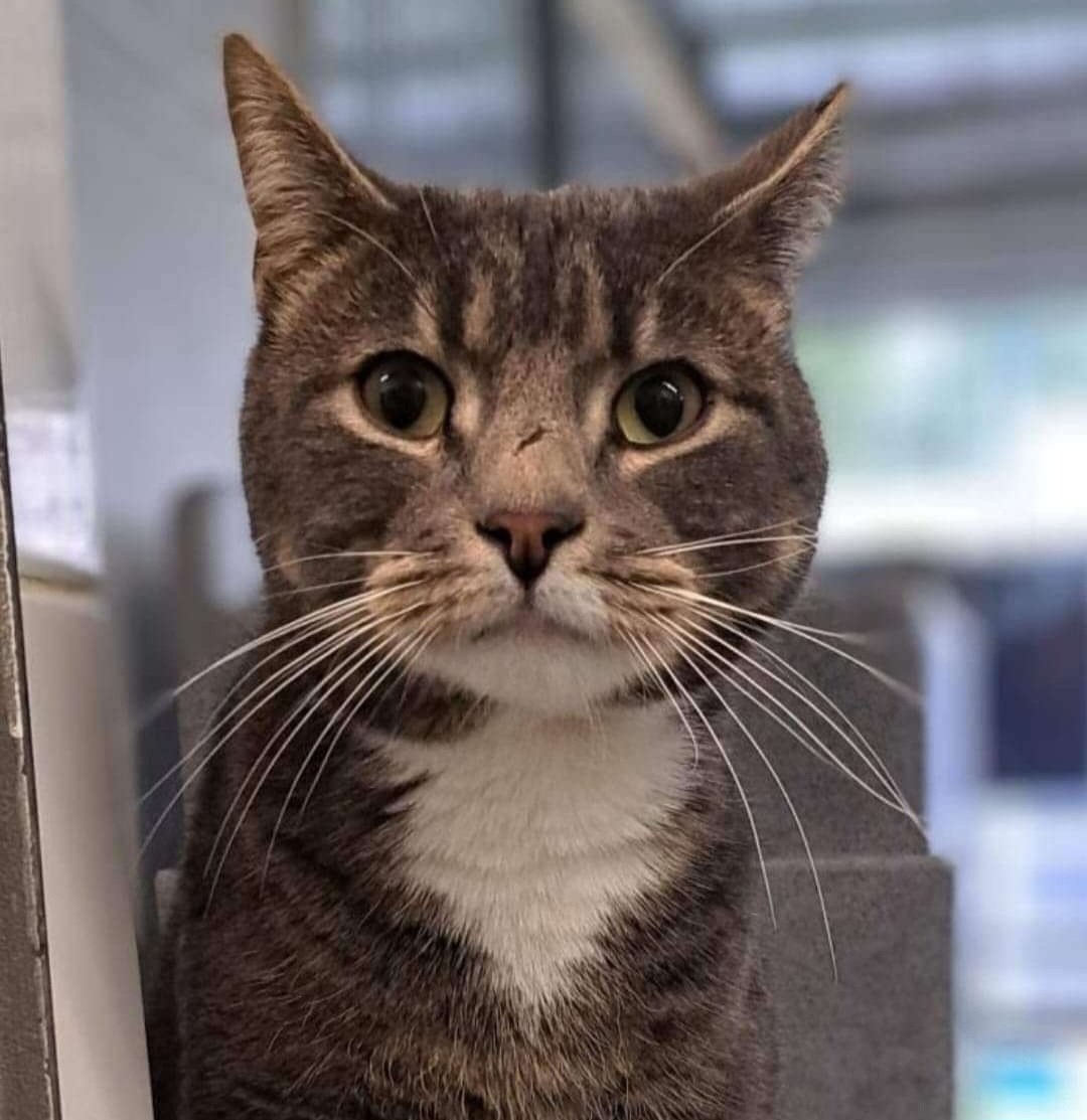 We're looking for a special home for the handsome Lonzo. This affectionate chap has been dominated by other cats in the past, so he needs an adults-only home with no pets. Get in touch if you would like a playful and loving little companion 😻