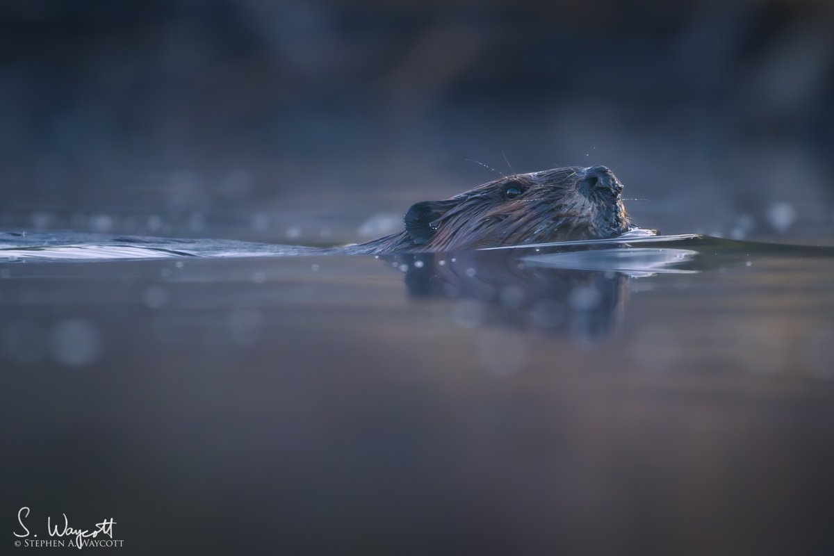 Canadian Beaver up and at it first thing on a beautiful spring morning.

Hanwell, #NewBrunswick, Canada
April 2024

#beaver #nature #wildlife #photography #naturephotography #wildlifephotography #Nikon #Z9 #Nikkor180600