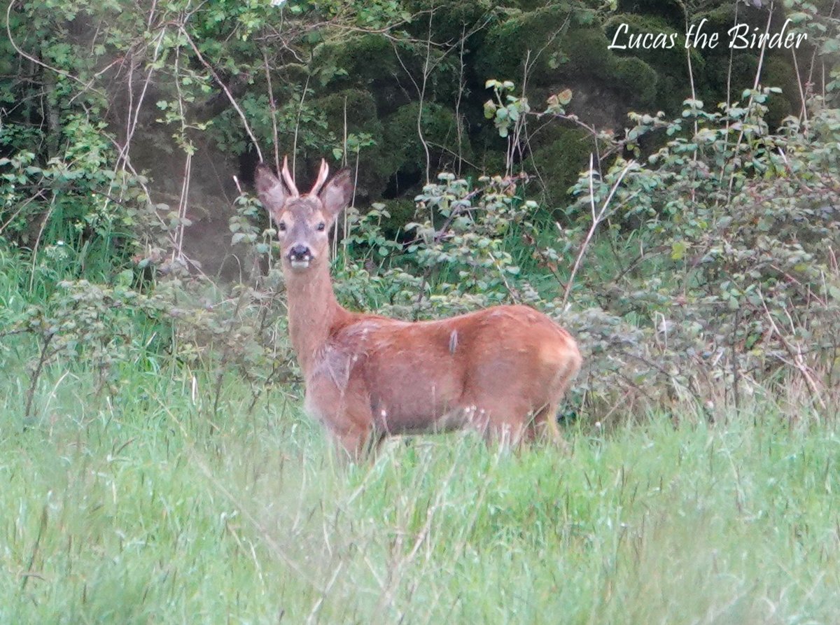 A male Roe deer that I saw in the fields near my house yesterday. #TwitterNaturePhotography #naturelovers #wildlife