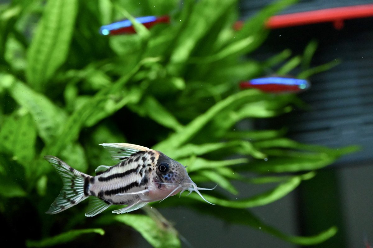 60水槽に移行後はじめての📷
老眼でぼやけて見えんw
＃ｺﾘﾄﾞﾗｽ ＃corydoras