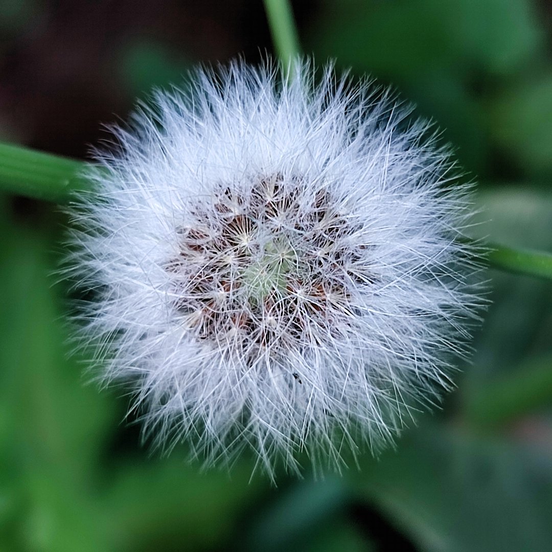 The dandelion. youtu.be/g7ciEre06Lc?si…… #Photography #Dandelion #Weed #NatureBeauty #naturelovers #NaturePhotography #FlowersOnX #flowers #TwitterNaturePhotography #Macrophotography #macrohour #Thephotohour #Saturdaymorning #nature #plant #flowerphotography #Photographyart