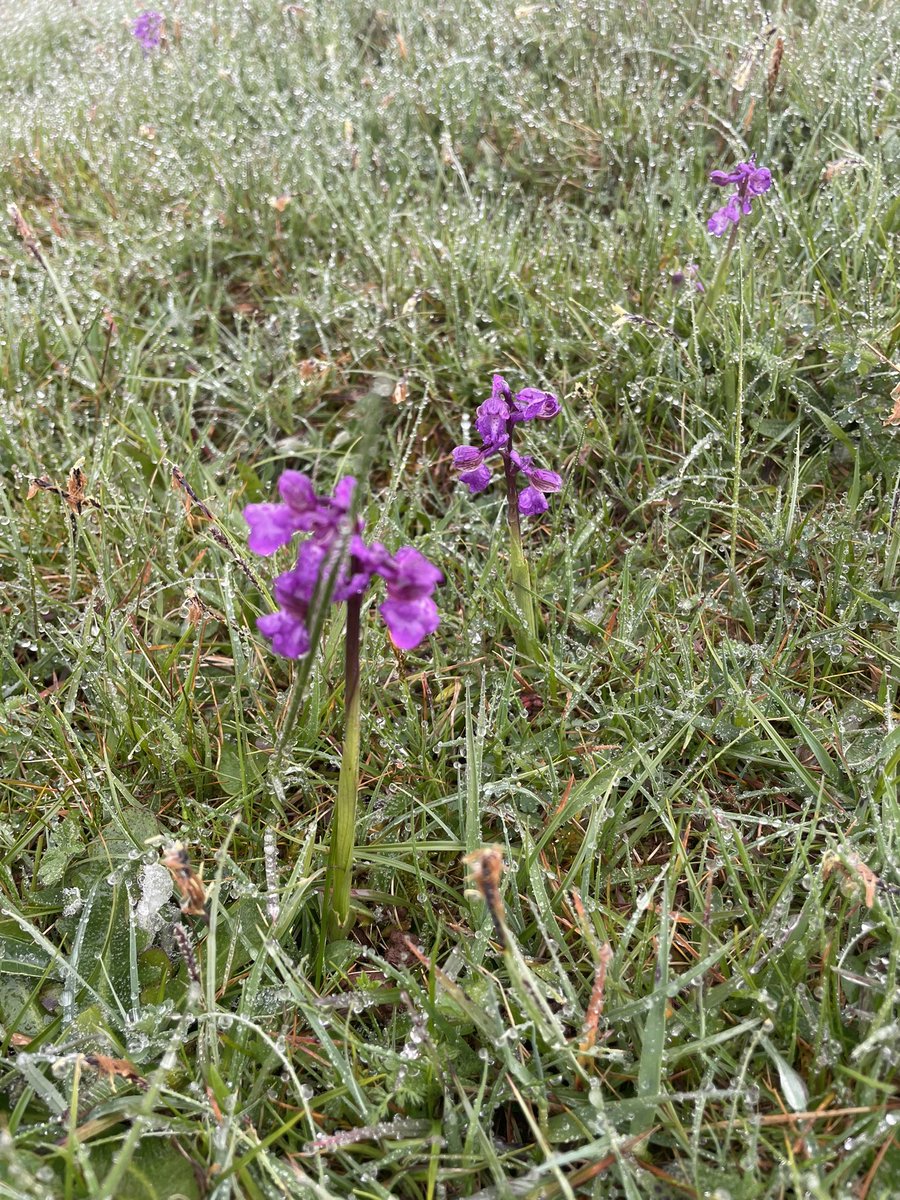 One of these is an early purple orchid and the other is a green winged orchid. Can you tell which one is which? @JnnyHarris