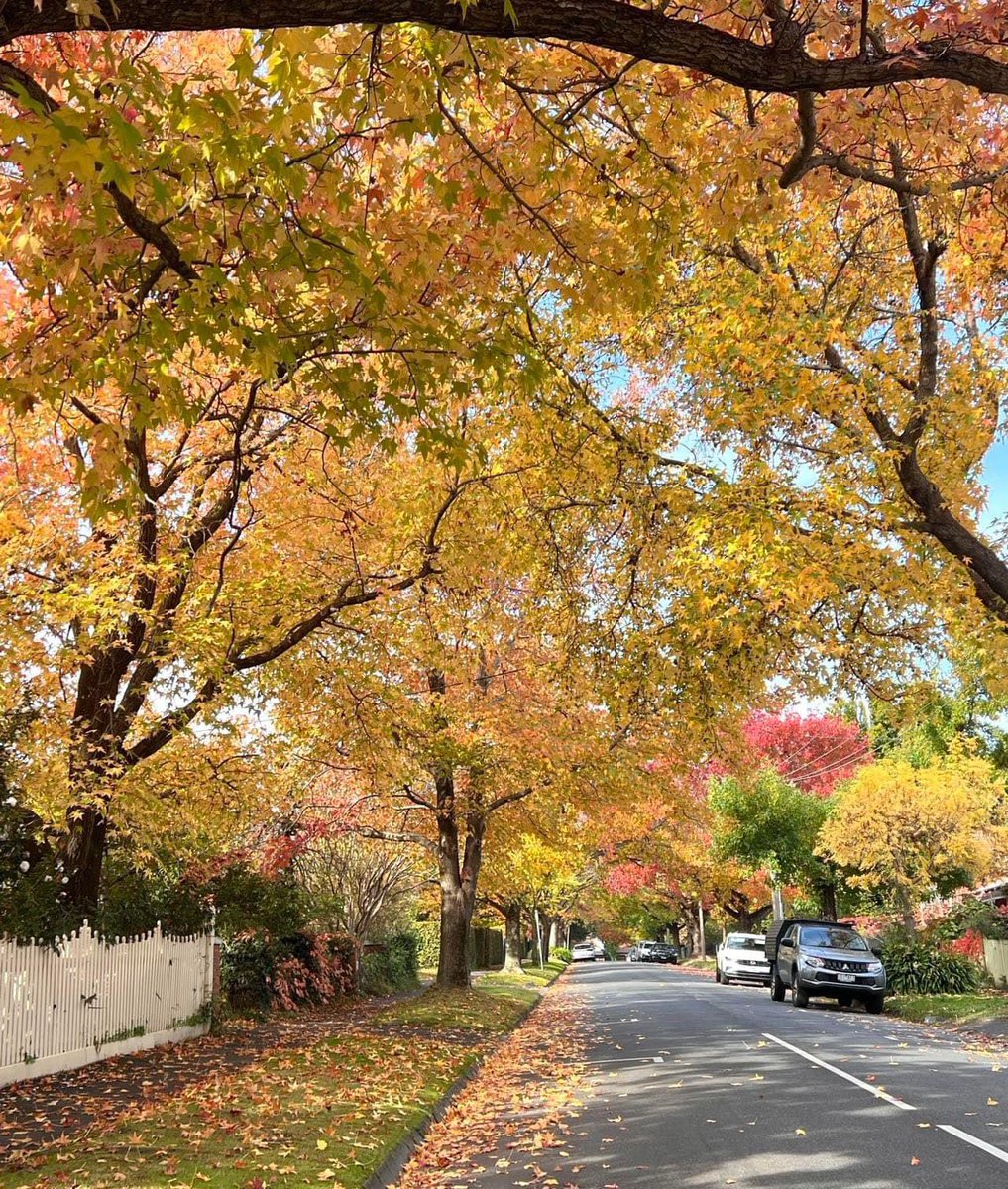 Autumn Scenery In Camberwell Victoria 3124, Australia 
Winston Lee
May 4, 2024.