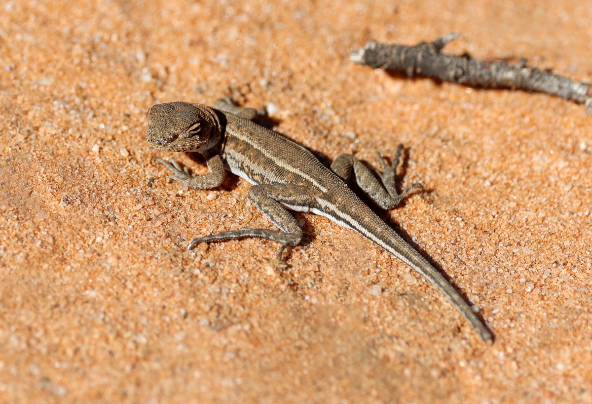 A mallee military dragon at Gluepot.
🦎