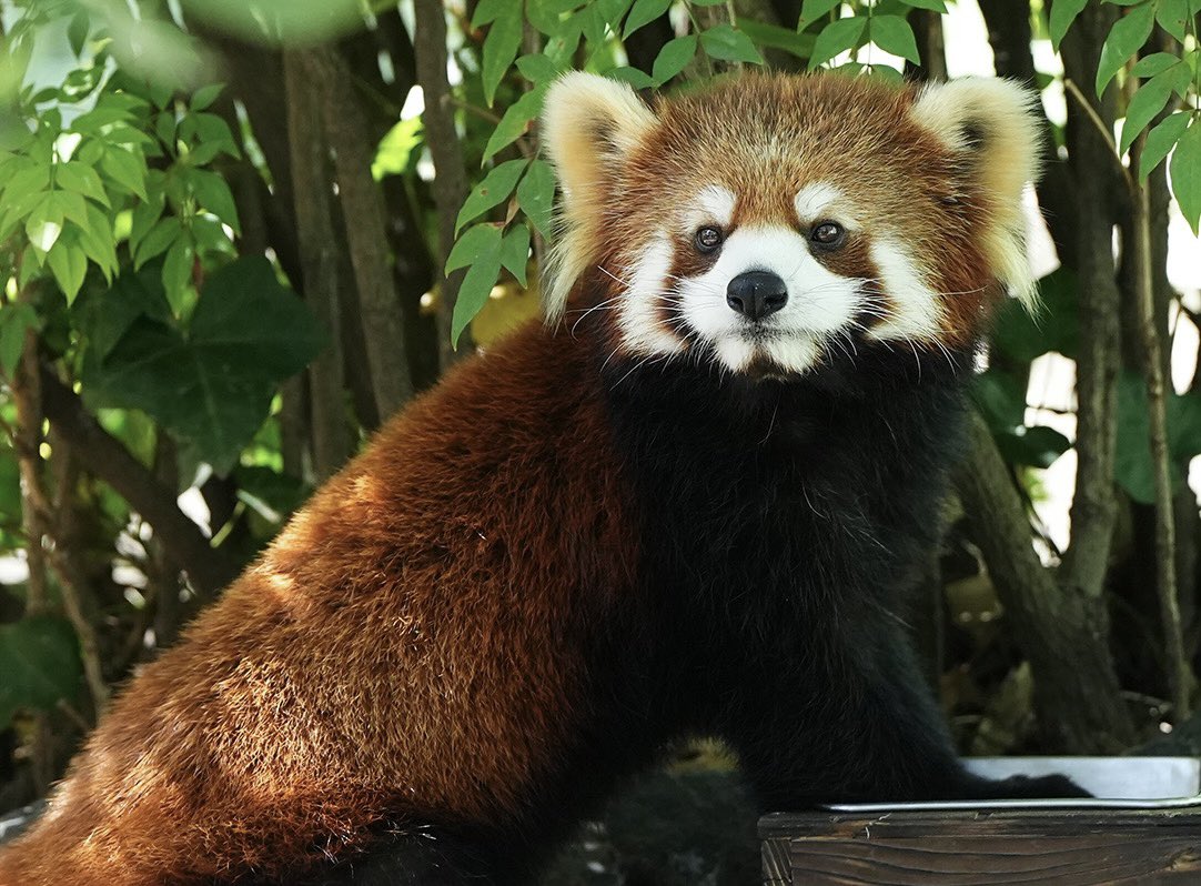 久しぶりのサクユリちゃん。つぶらな瞳で相変わらずとってもキュートです

#レッサーパンダ #サクユリ #江戸川区自然動物園