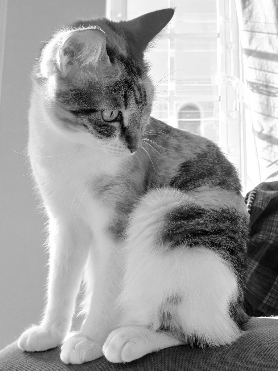 🐈

#caturday #catsinblackandwhite #catlife #caturdaymorning #pawtrait

instagram.com/p/C6isMM7Ijbu/