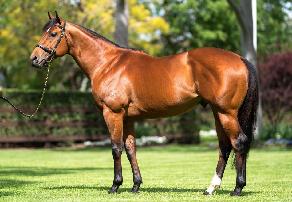 'Home Affairs' foals have quite simply blown me away. What I love about them is that they're the best their dams have thrown.' - Peter O'Brien. The first 3YO winner of the Lightning Stakes since Fastnet Rock; his first foals sell at the upcoming Inglis Weanling Sale. #Coolmore