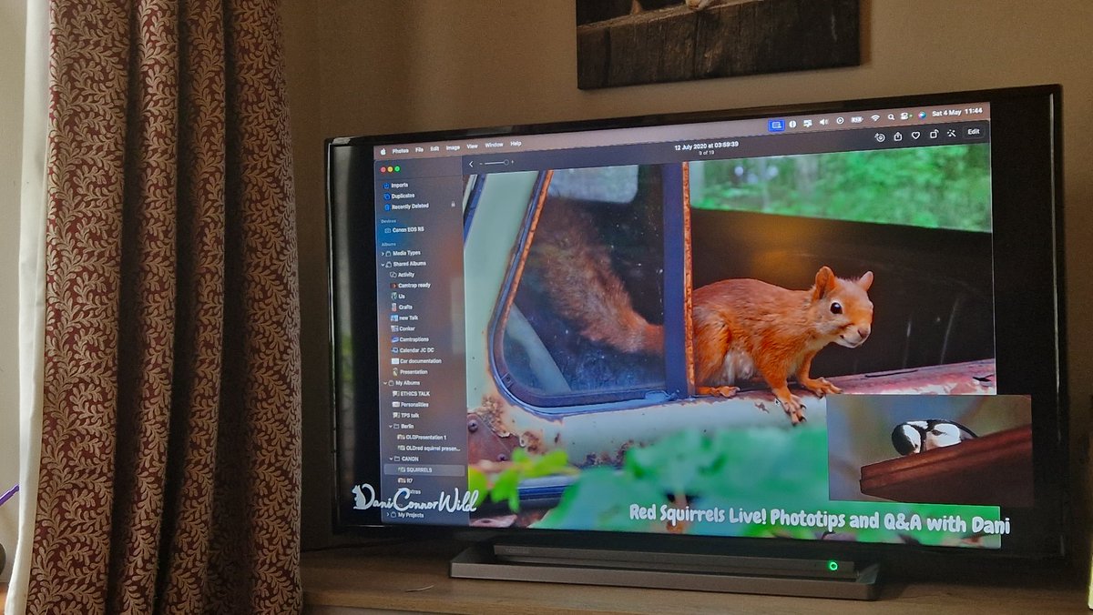 Enjoying the live chat on YouTube with @DaniConnorWild - beautiful Red Squirrel photos and a lovely way to spend a rainy Saturday morning. Thank you Dani. 🙏❤️🐿 #nature #weekendsforwildlife youtube.com/live/-3xFG9qmB…