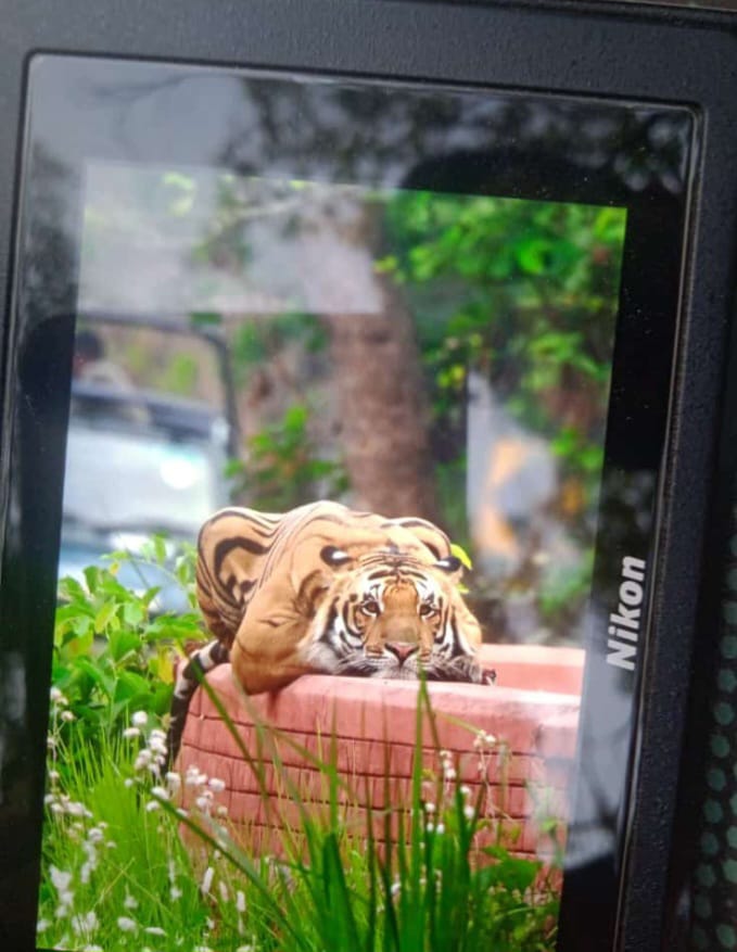 #Pilibhit Tiger Reserve