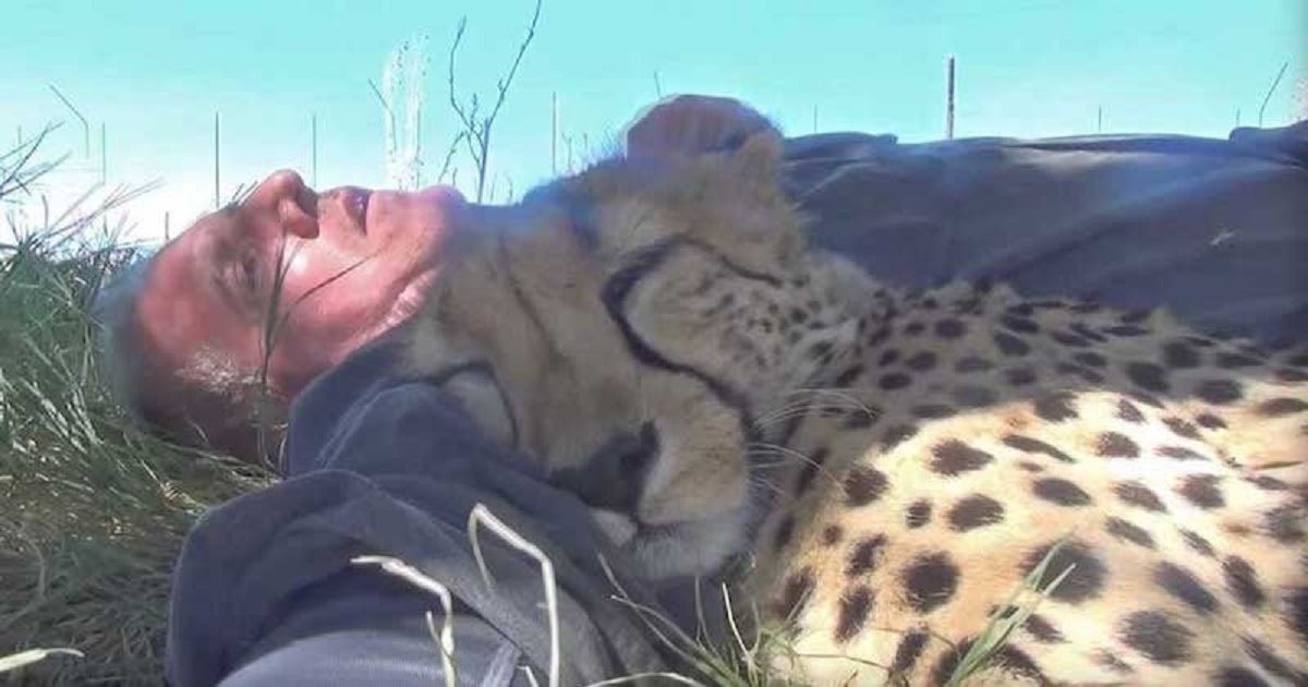 Wildlife Photographer Dolph Volker Wakes Up From A Nap Under A Tree To Find A Sleeping Cheetah Against Him.