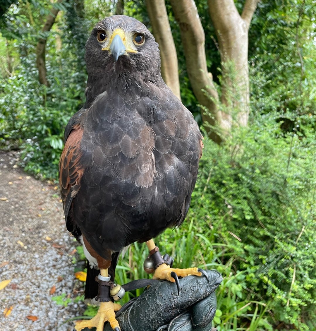 Celebrating #StarWarsDay with our majestic Harris Hawk, Wookie.

Alongside her siblings Yoda, Jabba, and Chewie, they marked their 7th birthday yesterday! 

@Falconry

#MayTheFourth #AshfordCastle #TheLodgeAC #RedCarnationHotels #IrelandsSchoolOfFalconry