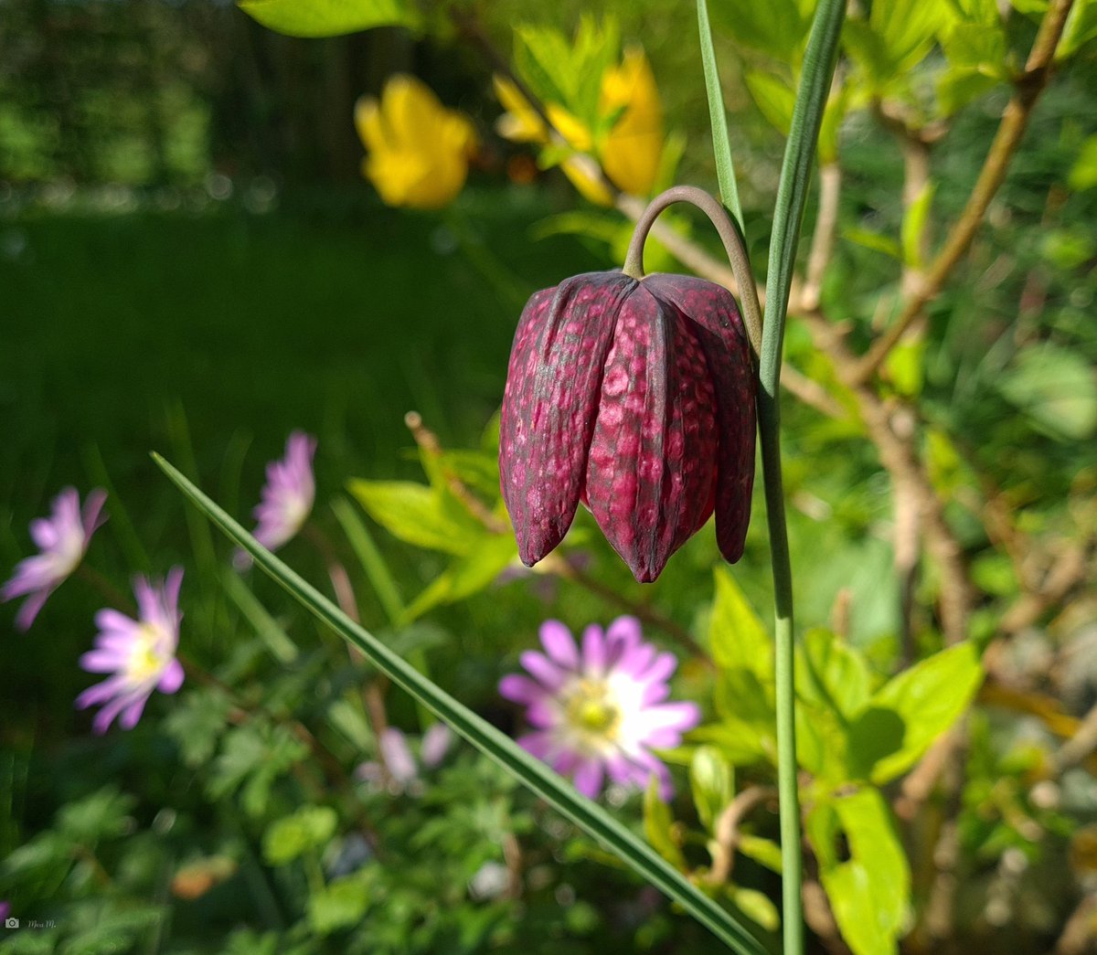 Schachbrettblume 🥰