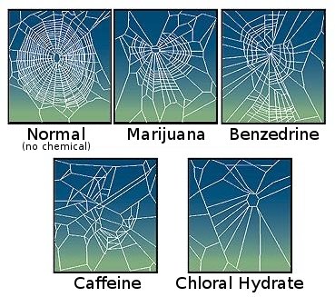 @AMAZlNGNATURE I like the webs they make when they're high AF