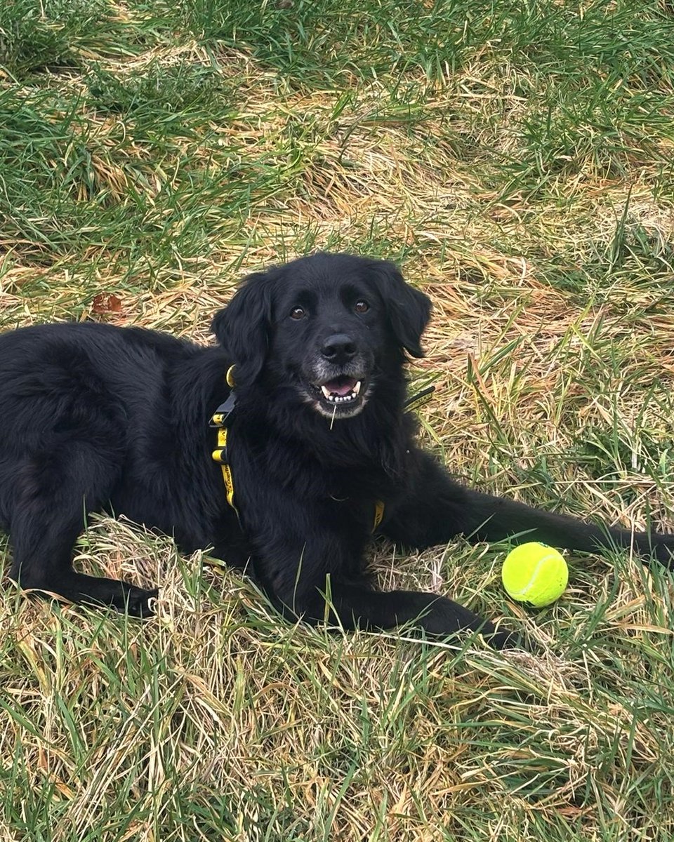 ✨Success Story - Max✨

'I've had so many visits from the family just to see Max. He is very much loved.'

@DogsTrust
#AdoptDontShop
#ADogIsForLife