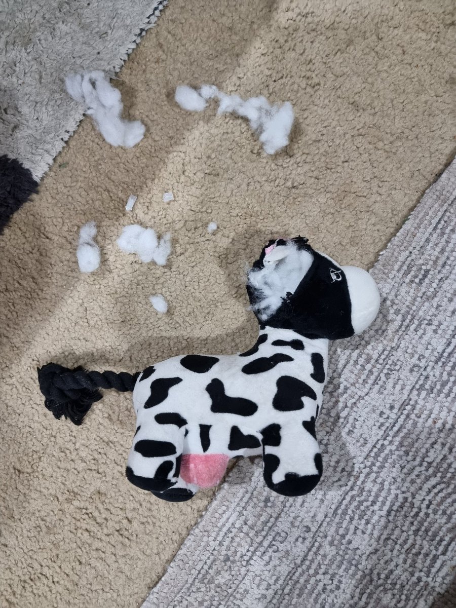 Brutus 1 Cow 0