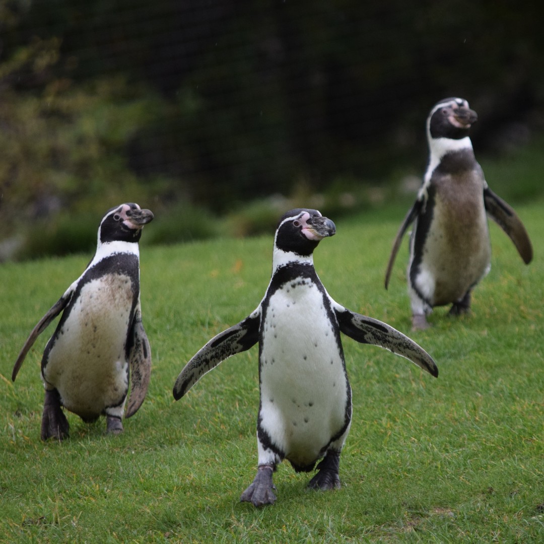 🐣 It's #BirdDay 2024! 🐣 Bird is the word today as we celebrate with our Aviary Species Talks at 11:30am and 2:30pm, as well as our Free Flying Displays and Penguin Parade from 12pm on the Flying Arena! 📸: Matt Rimmer #SupportingConservation #WelshMountainZoo #NorthWales