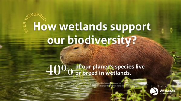 Did you know: 🦦 Wetlands are home to 40% of the world's biodiversity 🐤 They are nurseries and breeding grounds for many species 🐢 They are places of shelter for 1/3rd of the world's threatened species #WeNeedWetlands for people and nature.