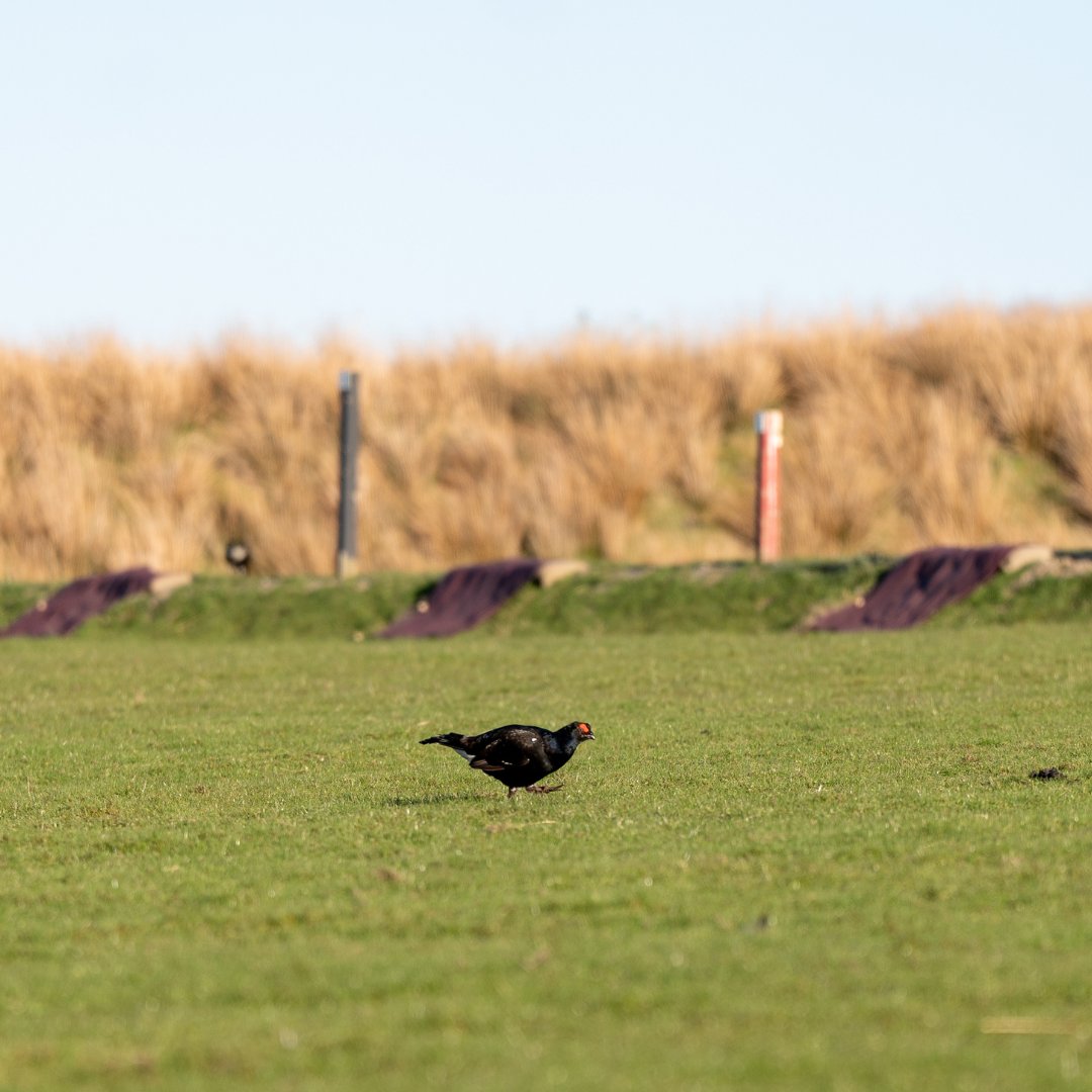 The iconic and endangered black grouse has discovered a haven at Garelochhead Training Centre, as a result of @defencehq conservation efforts.

Listed on the @IUCN's Red List of Threatened Species, the species' use of the site marks a positive step in black grouse conservation.